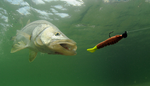 snook chasing a lure