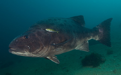 black sea bass