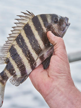 sheepshead fish in hand