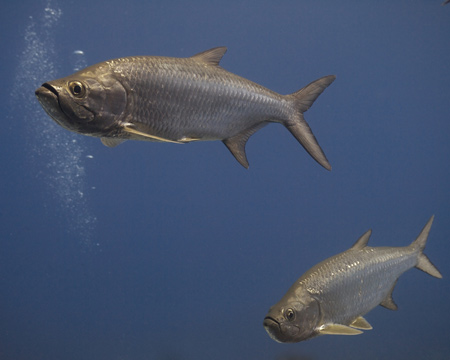 a pair of tarpon fish